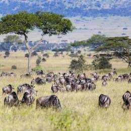 Enchanting Travels African safari parks to see - Wildebeest and Zebra herds during migration in Serengeti national park Tanzania Africa - wildebeest migration