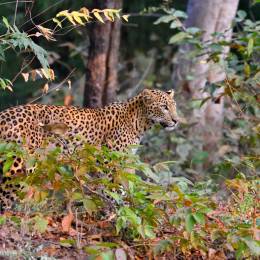 Leopard (Panthera pardus) is alert, Tadoba, Chandrapur, Maharashtra, India