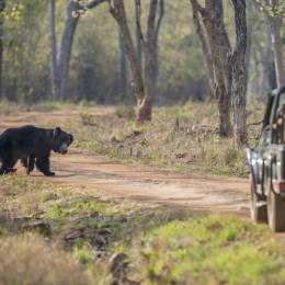 Sloth Bear