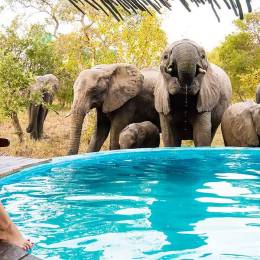 Sitting next to elephants in Kruger Central, South Africa