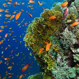 Unterwasseraufnahme von bunten Fischen und Korallen vor Mauritius