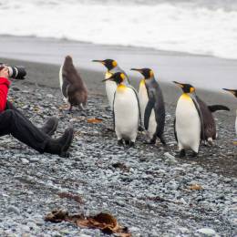 Man sits on the beach photographing king and royal penguin