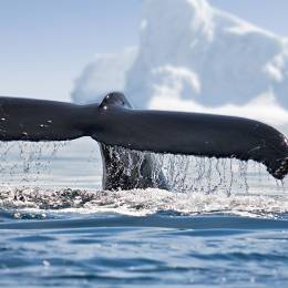best time to visit antarctica to view of icebergs and whale in Antarctica