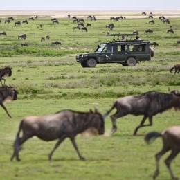 Migration des gnous dans le Mara