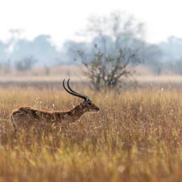 Impalas beim Gras fressen im Moremi-Wildreservat, Botswana, Afrika