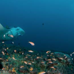 A curious manta ray looking at an underwater videographer