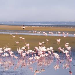 Eine Gruppe von rosa Flamingos auf dem Meer bei Walvis Bay, Namibia, Afrika