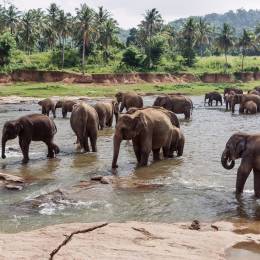 Elefanten in pinnawela Sri lanka, Asien