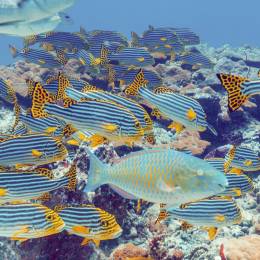 The Oriental sweetlips and Bigeye emperors, Maldives, Asia