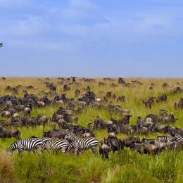 things to do in kenya