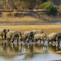 wildlife safari in Zambia
