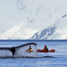 Humpback whale tail with a kayak in the background, Antarctica vacation - Things to do in Antarctica