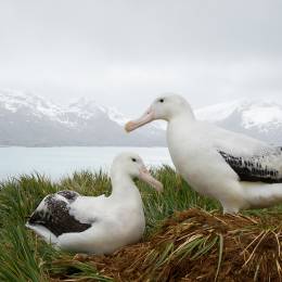 Things to do in Antarctica