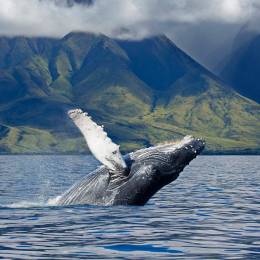 Best time to visit Hawaii - whale watching