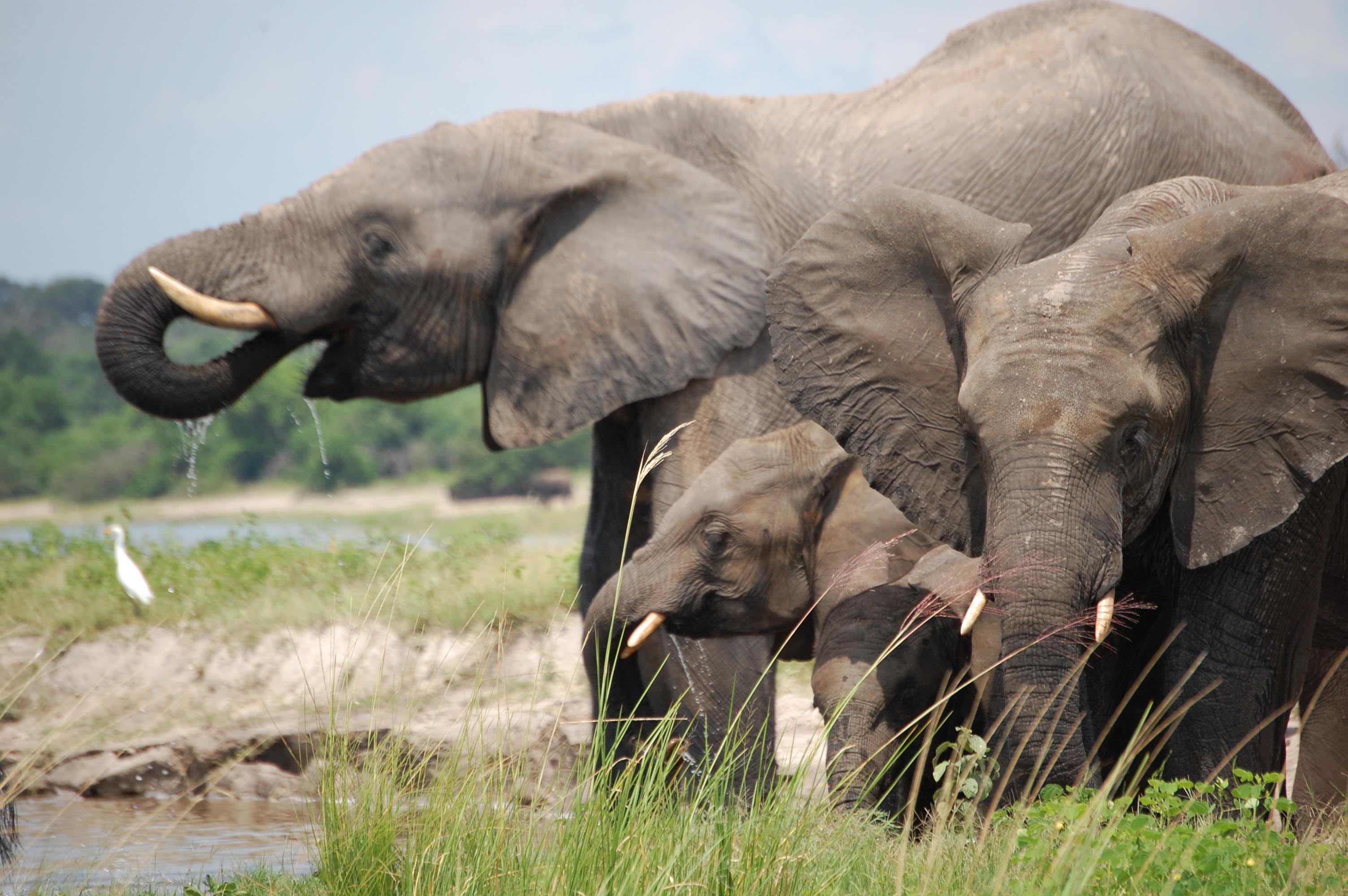 Elefanten in Botswana