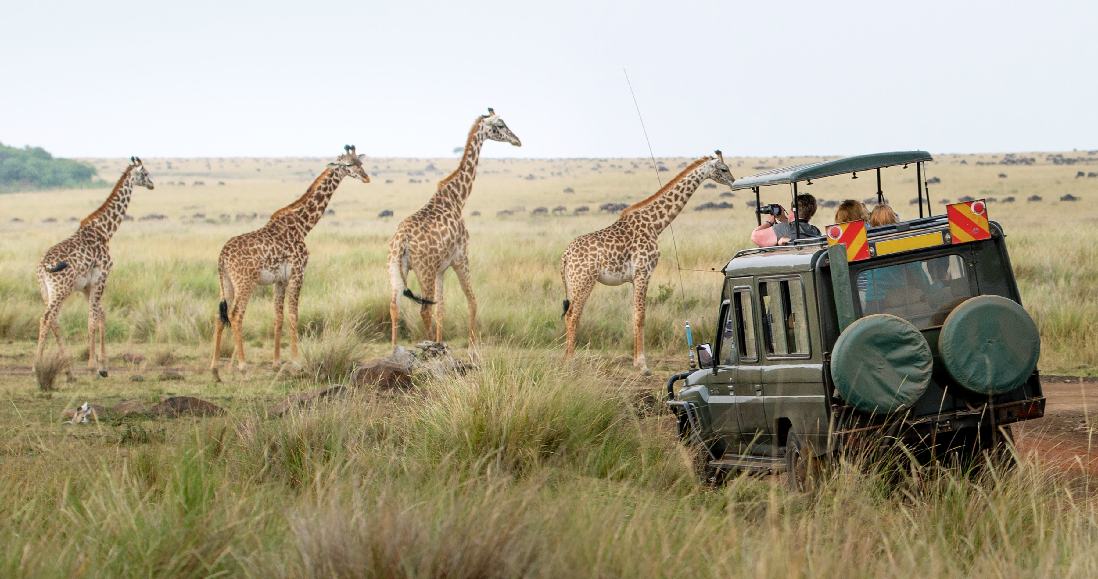 Enchanting-Travels-Africa-Kenya-5 Kenya travel guide - Giraffes herd in savannah, Kenya, Africa