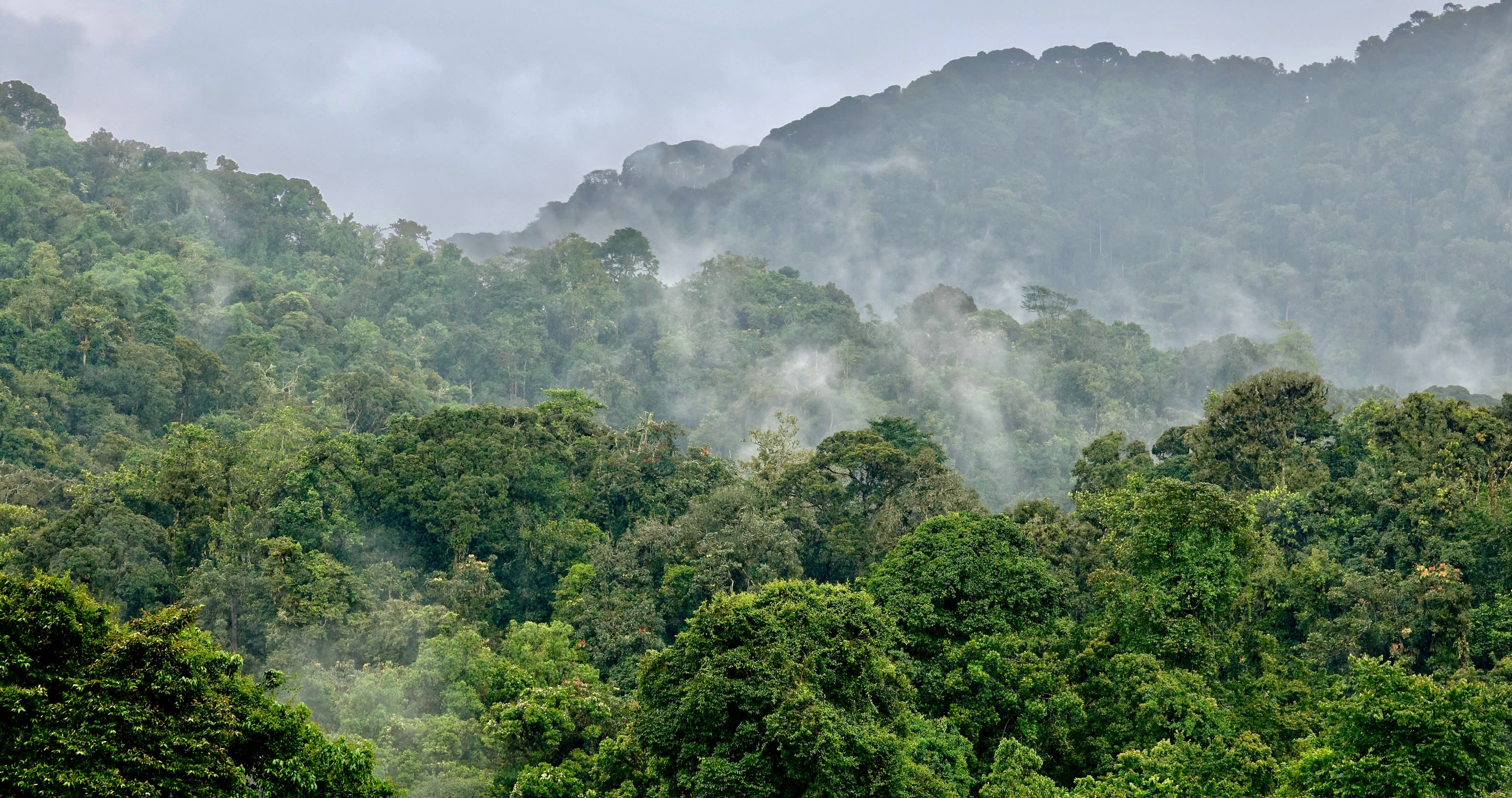 Enchanting-Travels-Africa-Rwanda-6 Rainforest Nyungwe, Rwanda, Africa, Landscape - Rwanda travel guide