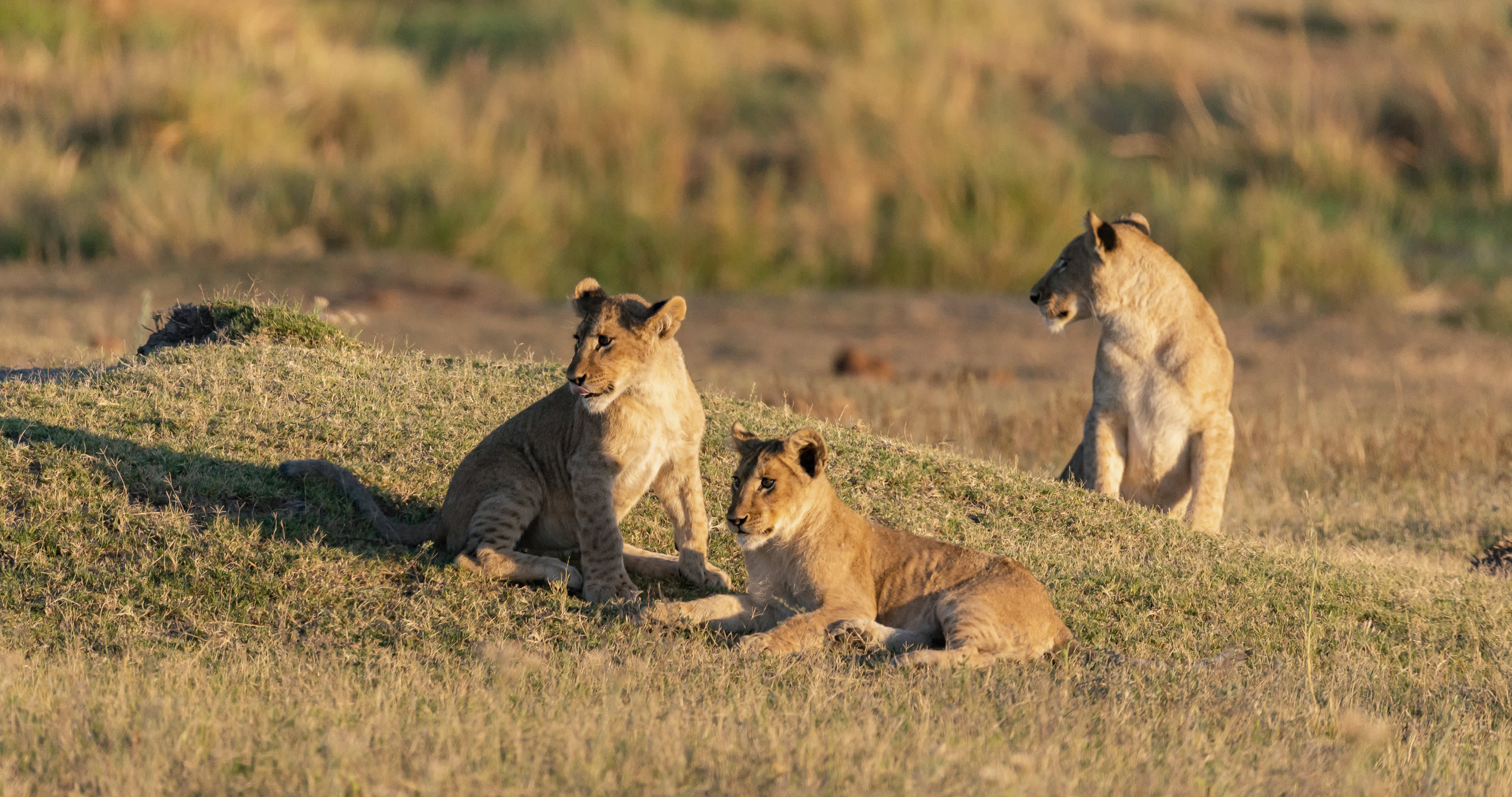 Enchanting-Travels-Africa-Zambia-8 portrait of a female african lion walking through the gras while the sun is rising in botswana, Africa - Zambia travel guide