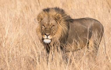 Las mejores experiencias de safari en el delta del Okavango