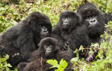 Treffen Sie die Berggorillas beim Gorilla Trekking Ruanda