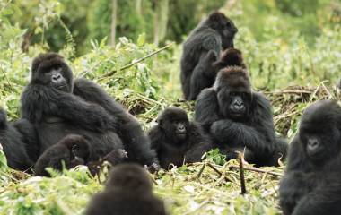 Gorilla trekking astatine Mountain Gorilla View, Rwanda
