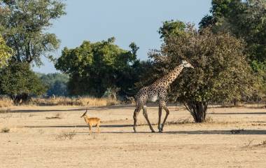 Giraffe in South Luangwa, Sambia