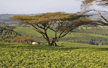 Teeplantage in Malawi