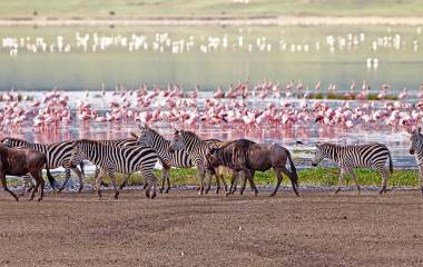 Gnus, Zebras und Flamingos am Manyara See in Tansania, Afrika