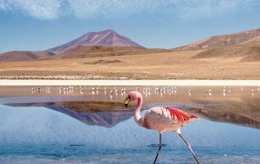 Planschender Flamingo
