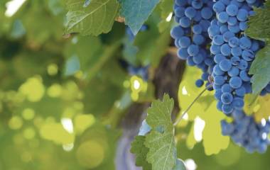 Die besten Weinbauregionen Südamerikas