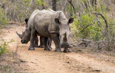 Enchanting Travels White Rhino Mkhaya Game Reserve Swaziland Tours