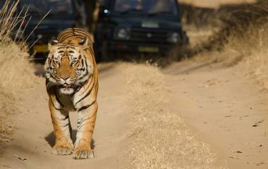 Safari in India: Meet the Royal Bengal Tiger