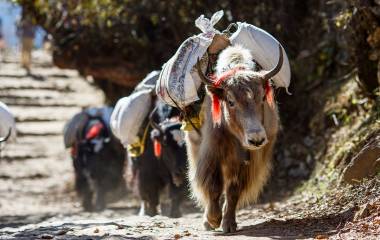 Asia Tours Yaks carrying weight in Nepal Asia