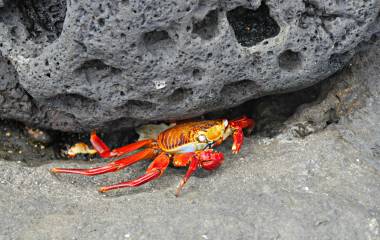 Großer roter Krebs versteckt sich unter einem Stein