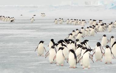 Enchanting Travels Antarctica Tours Annual migration of Adélie penguins