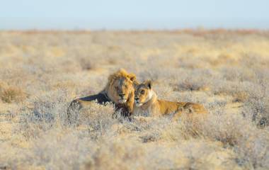 Couple of Lions lying down on the ground in the bush, Etosha National Park, Namibia, Africa