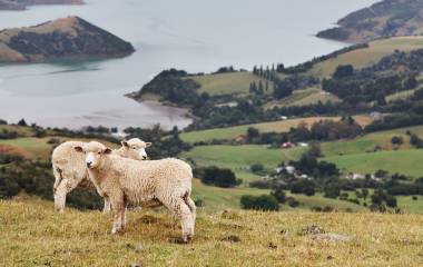 Neuseeland
