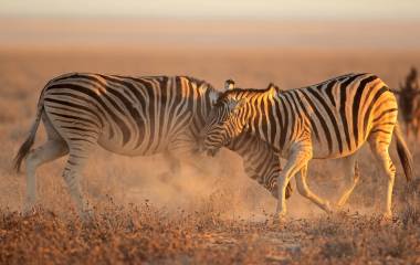 Tierreisen & Safaris