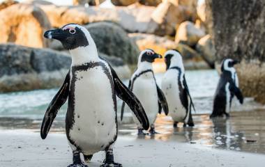 Enchanting Travels South Africa Tours Penguins - Boulders Beach