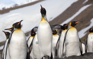 Seventh Continent Cruise with Cape Horn and Diego Ramirez