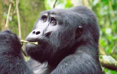 Bwindi Jungle Lodge, Kisoro, Uganda