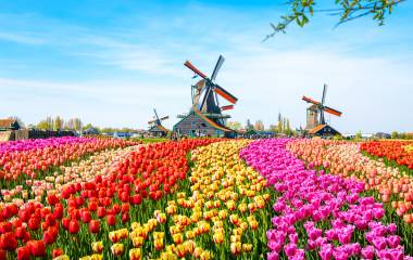 Landscape with tulips, traditional dutch windmills and houses near the canal in Zaanse Schans, Netherlands, Europe