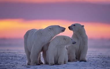 Einführung Spitzbergen: Fjorde, Gletscher und Tierwelt