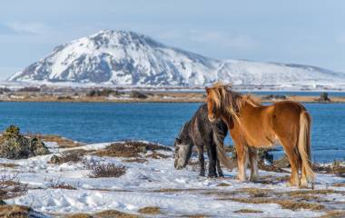 Iceland Tour