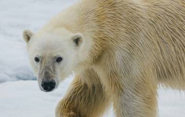 Enchanting Travels Russian Arctic Tour with Quark