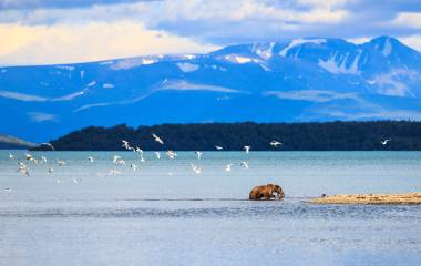 Bär in Alaska