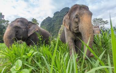 Asiatische Elefanten in Thailand - Wildnis Thailands