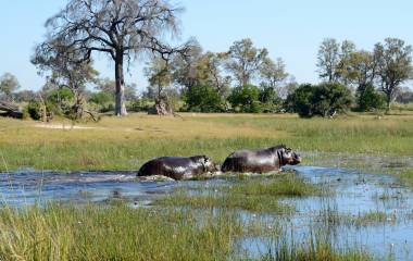 Botswana Travel Guide