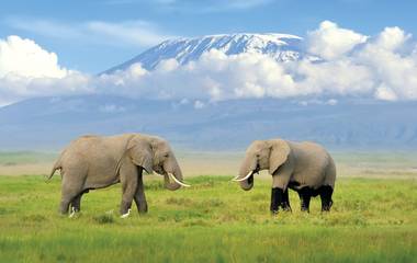 Two Elephants standing under the backdrop of a mountain