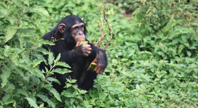 Uganda Safarireise: Primaten und wilde Landschaften